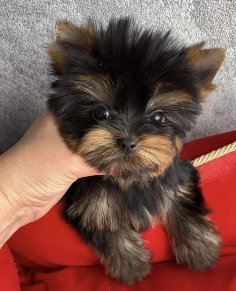 Adorabili cuccioli di Yorkshire Terrier da compagnia