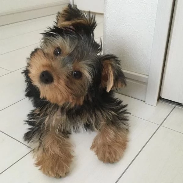 Cuccioli di Teacup Yorkshire Terrier disponibili