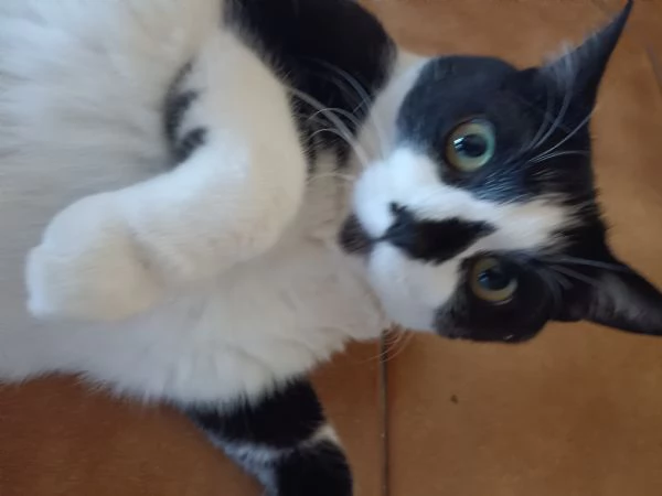 Gatto tuxedo bianco e nero 