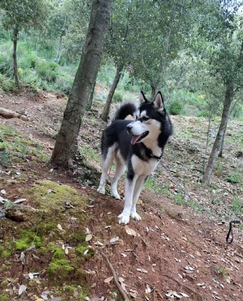 Siberian husky 