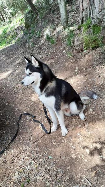 Siberian husky  | Foto 3