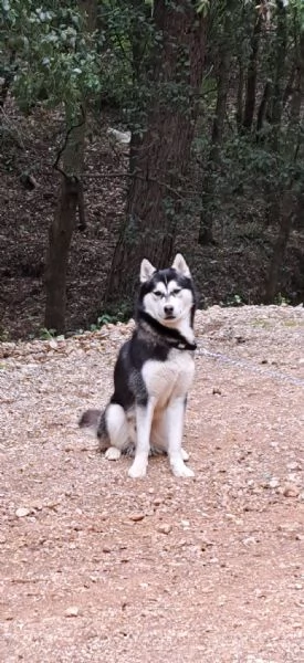 Siberian husky  | Foto 2