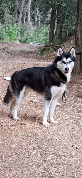 Siberian husky  | Foto 1