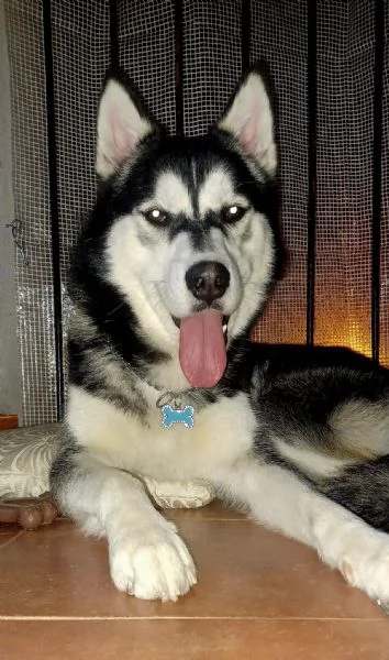 Siberian husky  | Foto 0