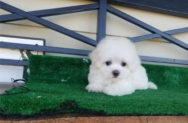 cuccioli di maltese toy sia maschi che femmine disponibili