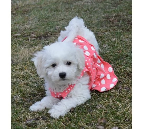 cuccioli di maltese toy sia maschi che femmine disponibili | Foto 0