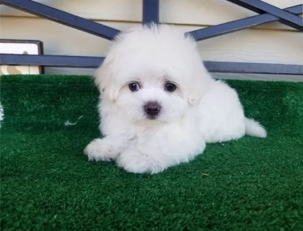 cuccioli di maltese toy