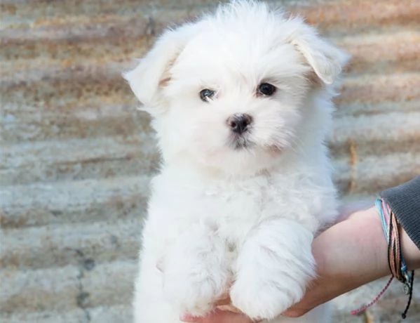  Cuccioli Maltese cuccioli di maltese toy | Foto 1