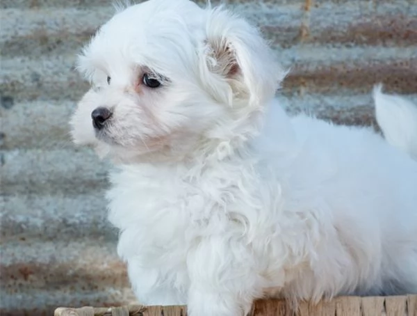  Cuccioli Maltese cuccioli di maltese toy | Foto 0