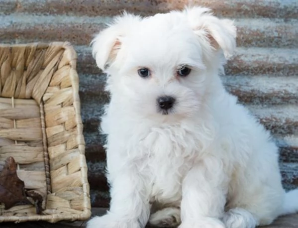 cuccioli di maltese toy sia maschi che femmine