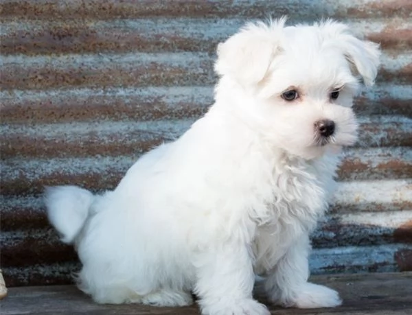 Vendita cucciolo Maltese Coreano toy maschietti | Foto 0