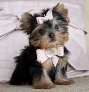 adorabili cuccioli di yorkshire di razza pura in cerca di una casa buona e amorevole