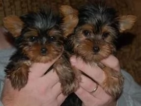 Fantastici cuccioli di Yorkshire Terrier Teacup disponibili ora