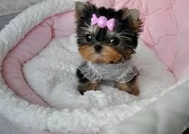Bellissimi cuccioli di Yorkshire Terrier 