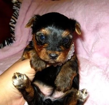 Cuccioli di Yorkshire Terrier in cerca di adozione