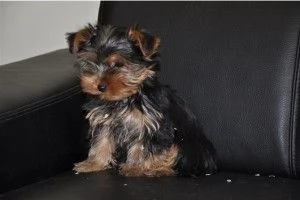 2 Teacup Yorkshire in adozione 