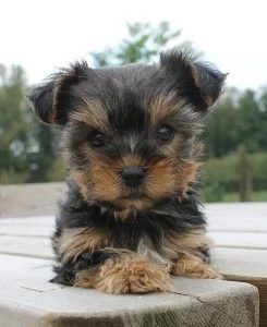 Yorkshire terrier delle dimensioni di una tazza da tegrave