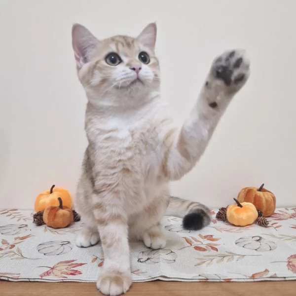 Cuccioli British shorthair disponibili