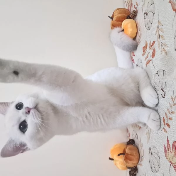 Cuccioli British shorthair disponibili | Foto 5