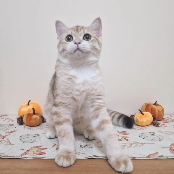 Cuccioli British shorthair disponibili | Foto 4