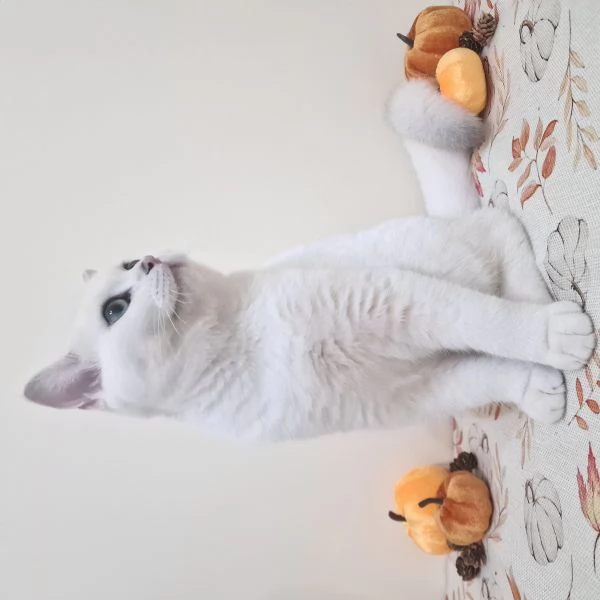 Cuccioli British shorthair disponibili | Foto 3
