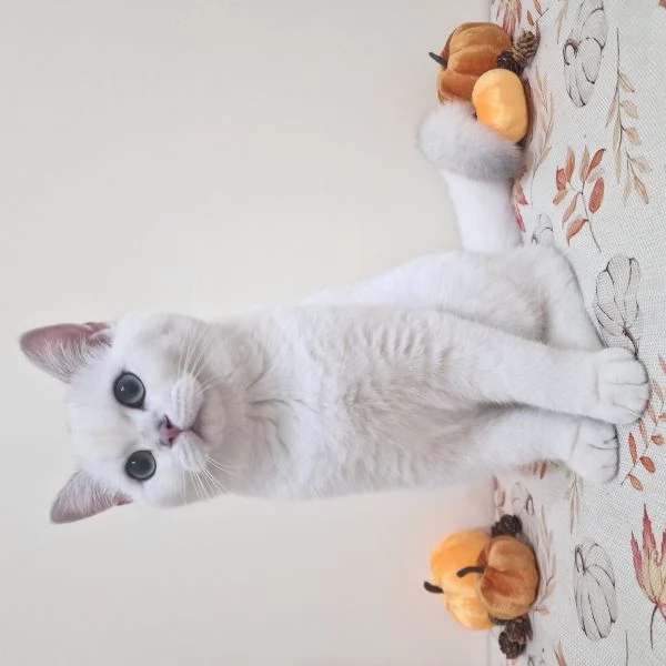 Cuccioli British shorthair disponibili | Foto 2