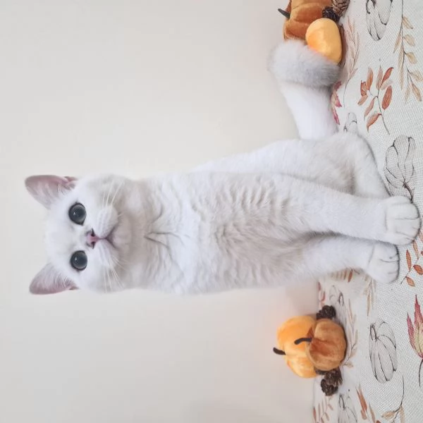Cuccioli British shorthair disponibili | Foto 1