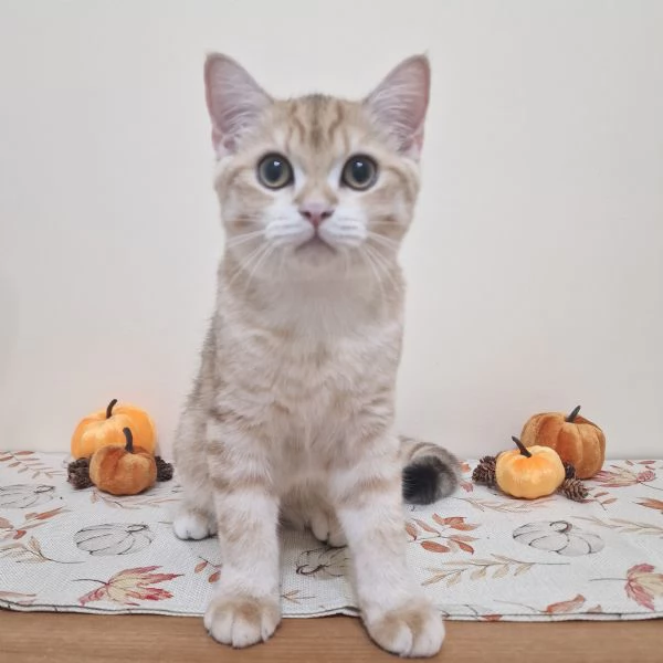 Cuccioli British shorthair disponibili | Foto 0