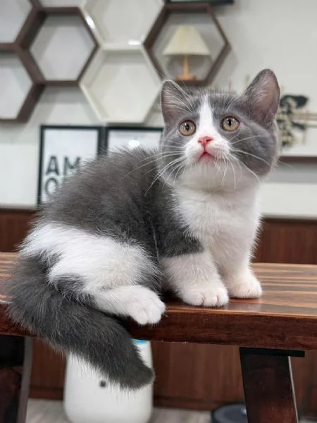 BELLISSIMI Gatti British shorthair
