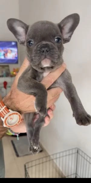 CUCCIOLI BULLDOG FRANCESE CONSEGNA SUBITO 