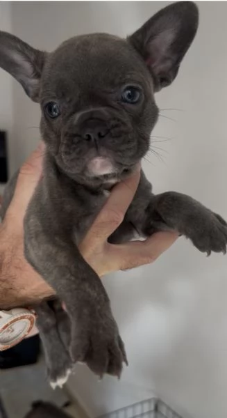 CUCCIOLI BULLDOG FRANCESE CONSEGNA SUBITO  | Foto 3