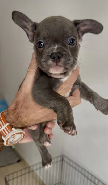 CUCCIOLI BULLDOG FRANCESE CONSEGNA SUBITO  | Foto 2