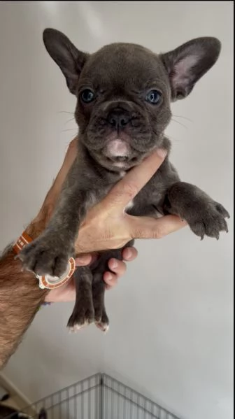 CUCCIOLI BULLDOG FRANCESE CONSEGNA SUBITO  | Foto 1
