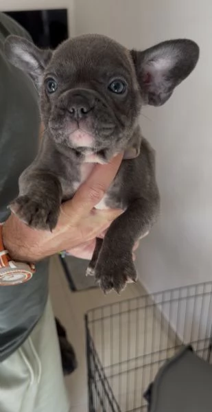 CUCCIOLI BULLDOG FRANCESE CONSEGNA SUBITO  | Foto 0