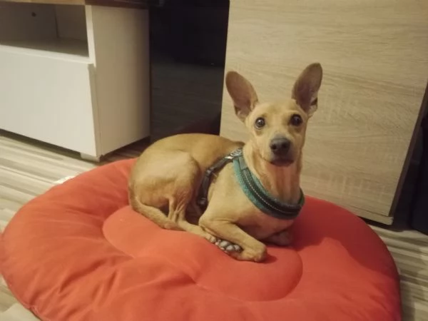 Cedo Pinscher gratuitamente per motivi di salute
