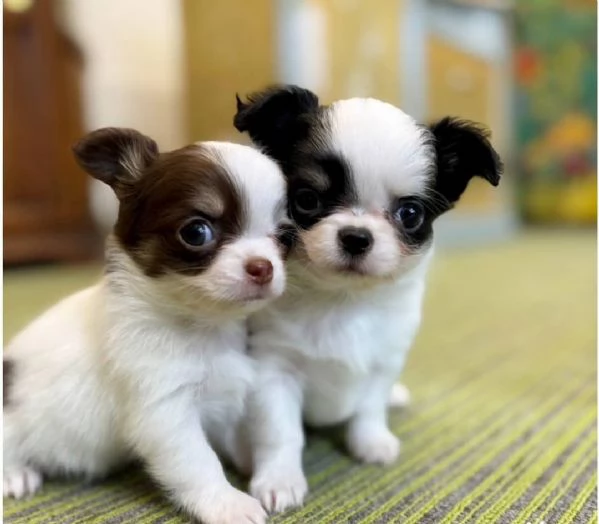 Disponibili due splendidi cuccioli di Chihuahua a pelo liscio piccoli tesori per case amorevoli 