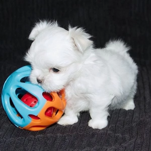 Bellissimi cuccioli di Maltese in vendita compagni eleganti per case amorevoli 