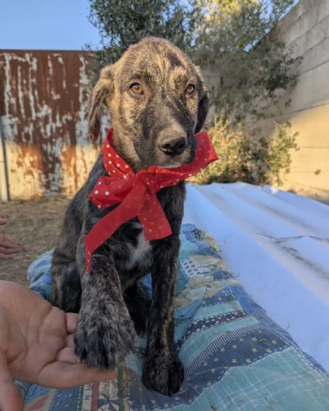 Cuccioli meticci