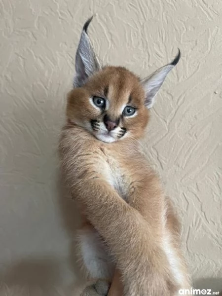 gattini di caracal disponibili per la vendita | Foto 5