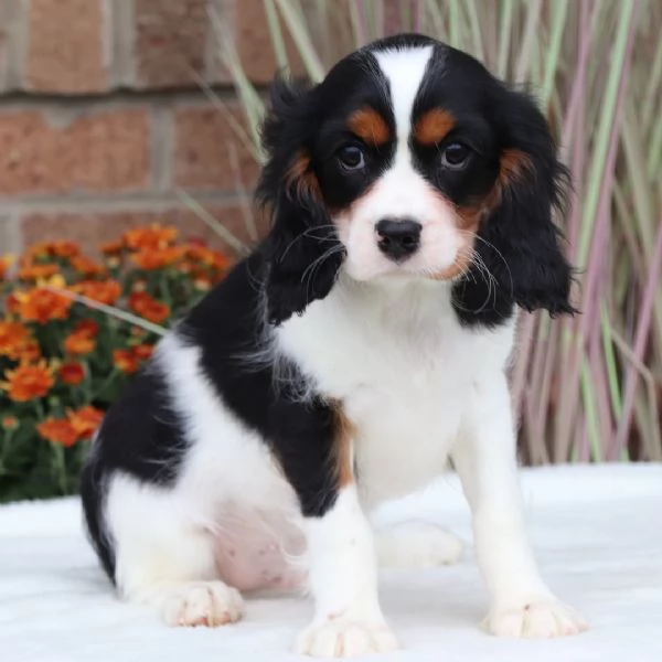 Cavalier King Charles cuccioli maschio e femmina