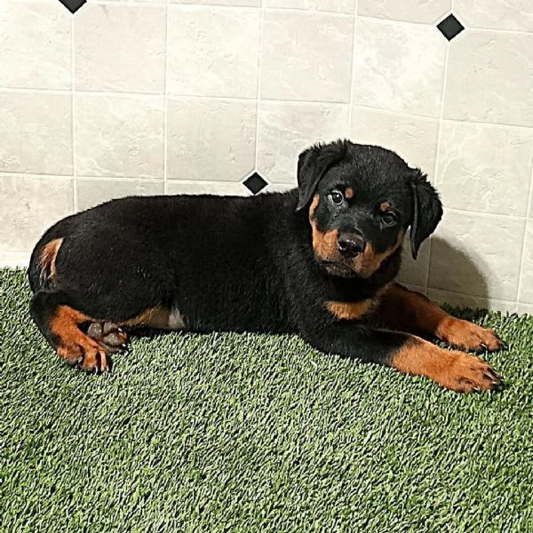 Rottweiler cuccioli maschio e femmina