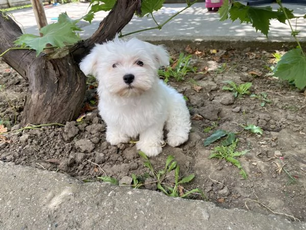  Cuccioli di Maltese | Foto 0