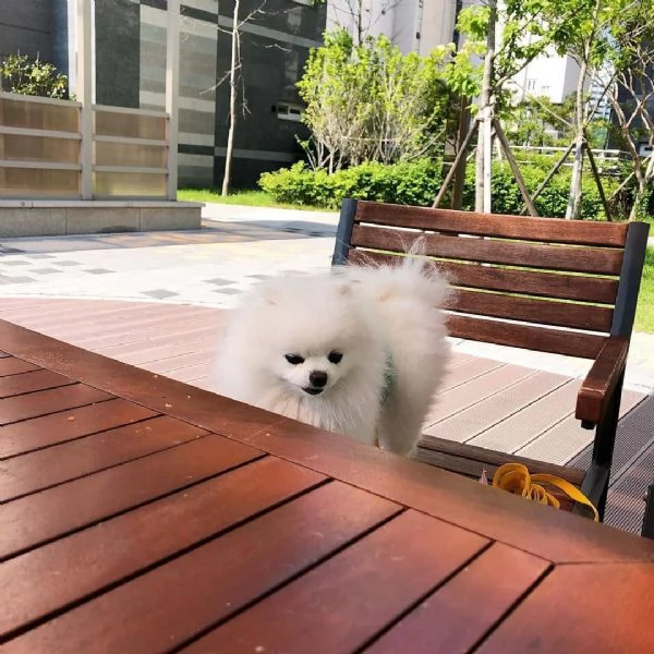 cuccioli di Pomerania | Foto 1