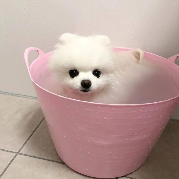 cuccioli di Pomerania