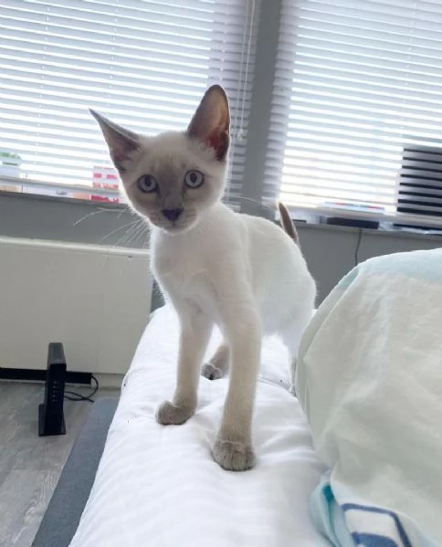 Gattino meraviglioso