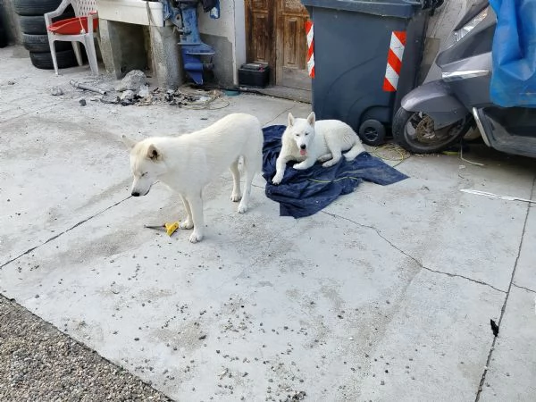Regalo cucciolo di syiberian husky | Foto 1