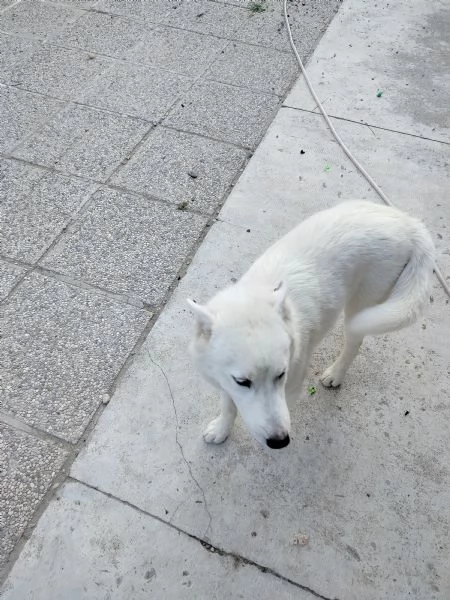Regalo cucciolo di syiberian husky