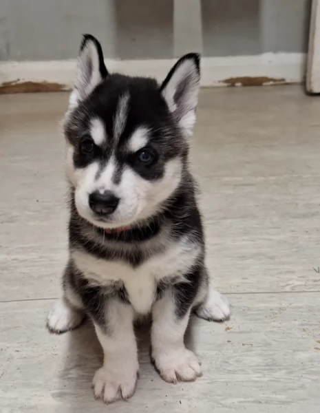 cucciolo di husky per adozione
