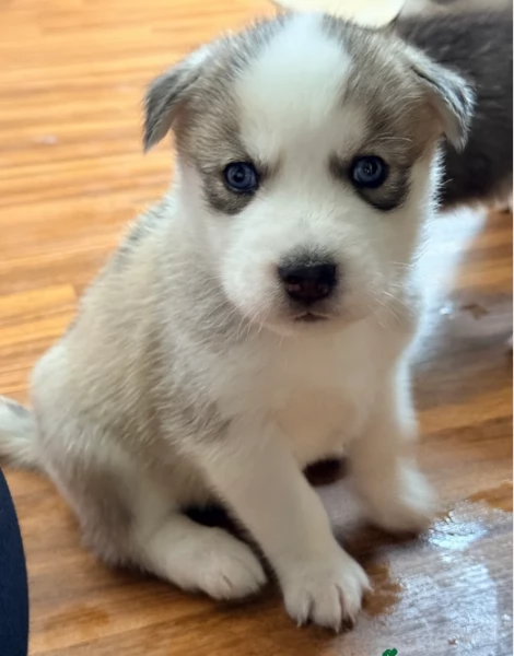 cucciolo di husky per adozione | Foto 0