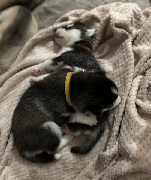 cucciolo di husky per adozione | Foto 2